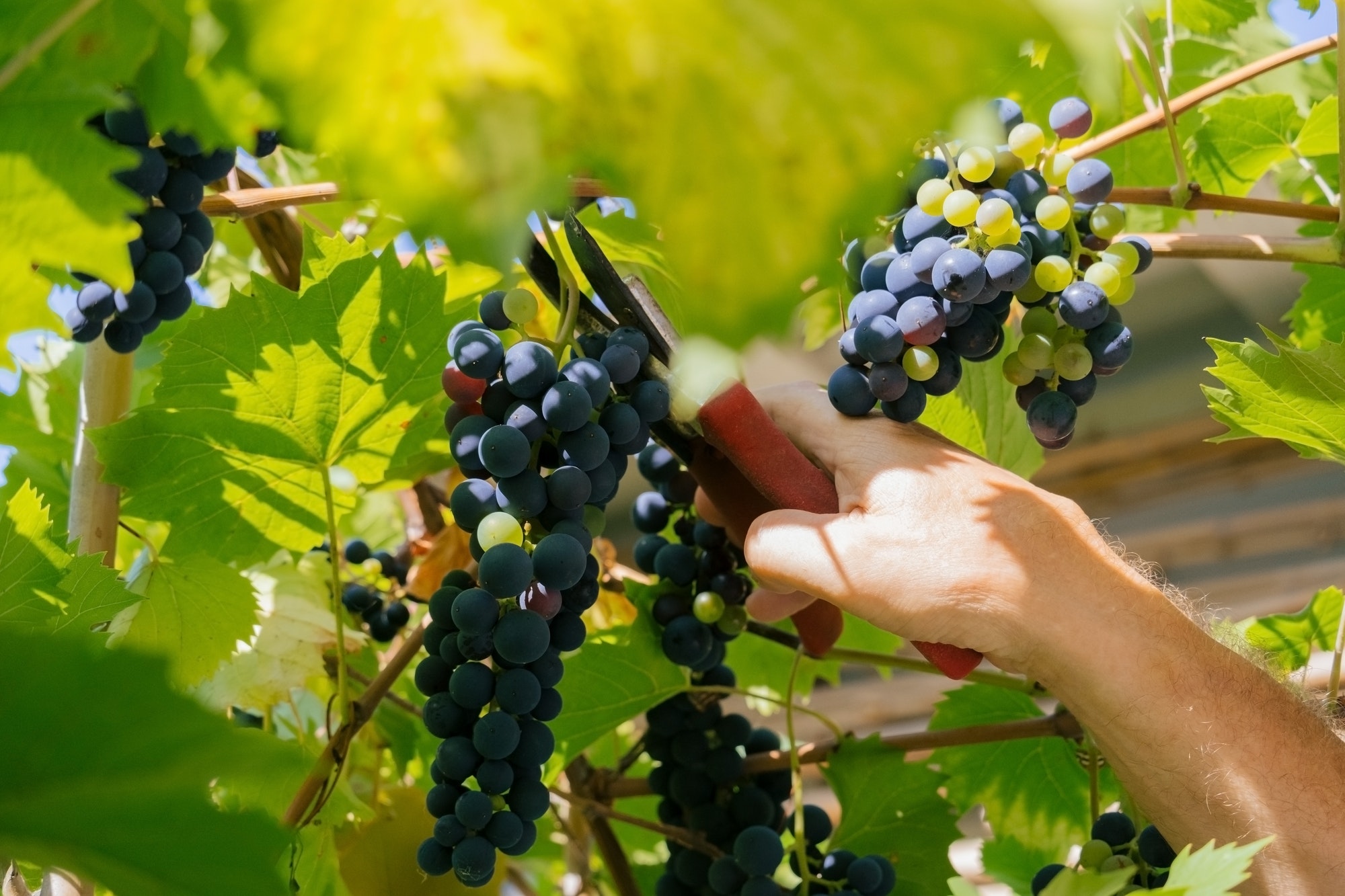 close-up-of-male-hands-with-pruning-shears-cutting-a-bunch-of-red-grapes-winemaking-and-harvesting-1.jpg