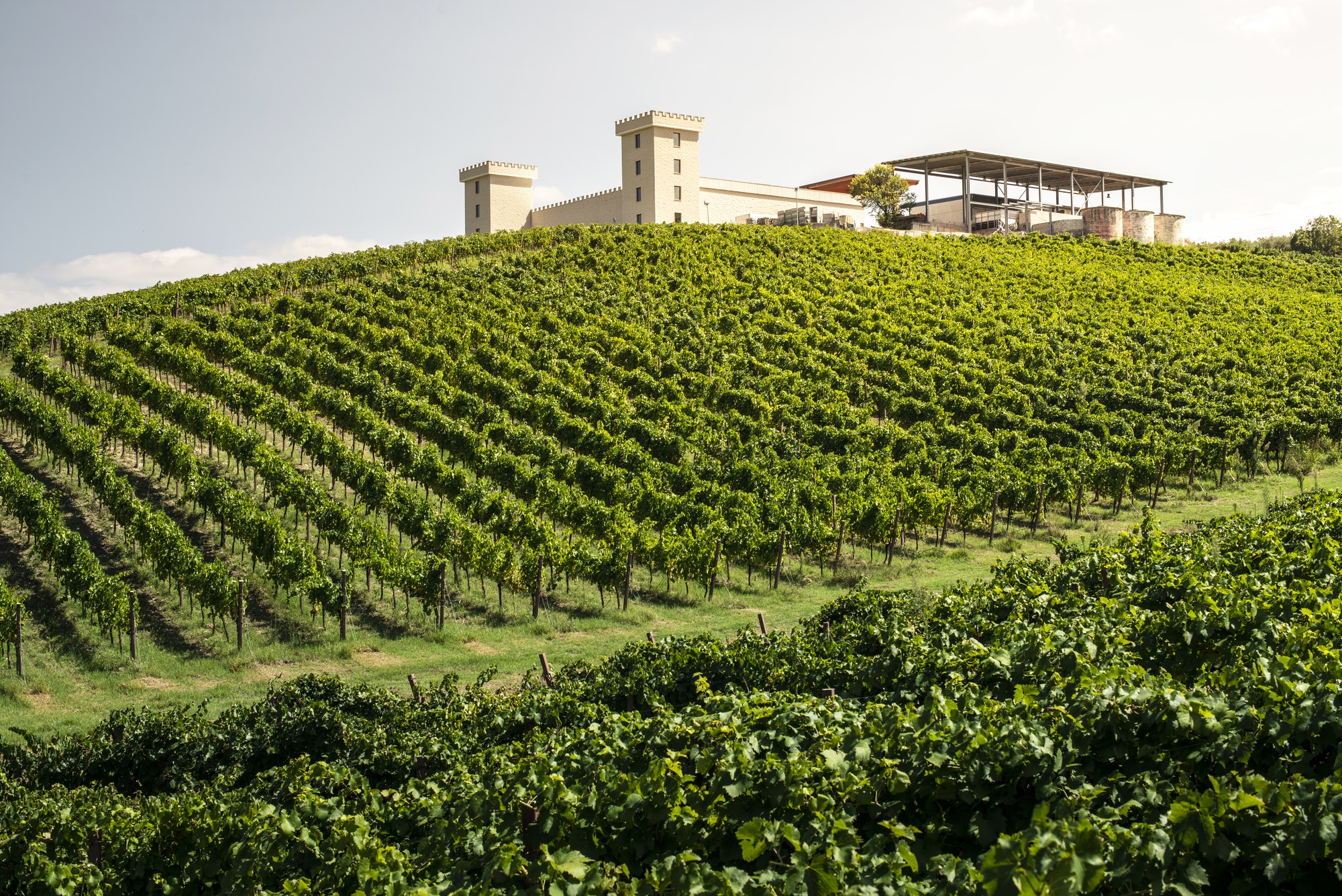 winery-on-hill-and-vineyards-rows-winery-building-on-top-of-the.jpg