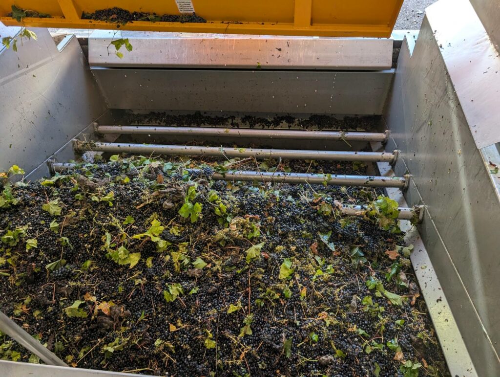 Économies d’eau dans les chais : mesures pendant les vendanges 2026
